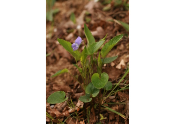 Hain-Veilchen, Großblütiges Veilchen (Viola riviniana) - © Emanuel Trummer